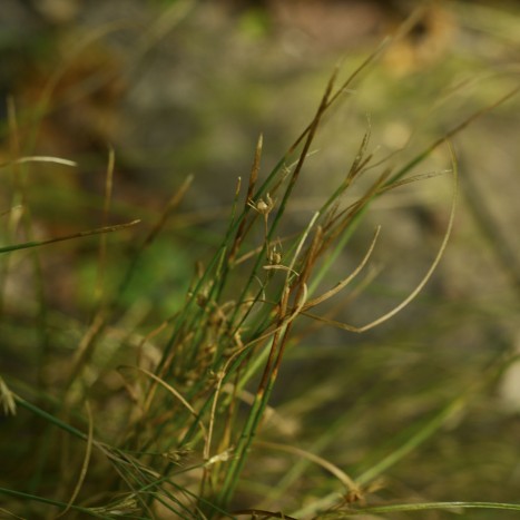 Juncus tenuis