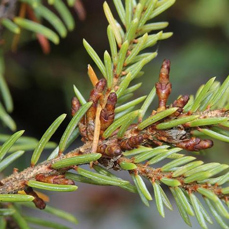 Arceuthobium pusillum