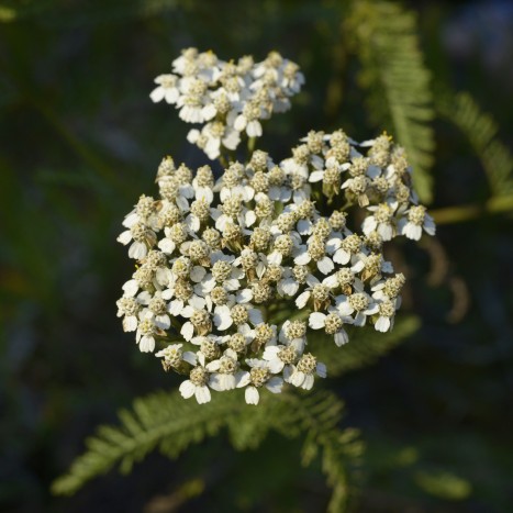 Achillea millefolium