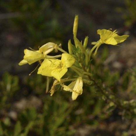 Oenothera clelandii