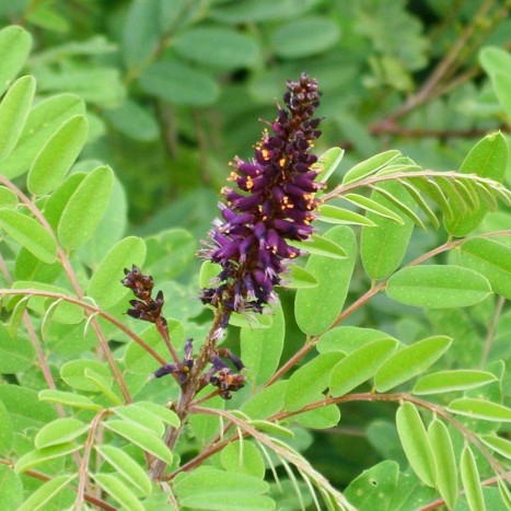 Amorpha fruticosa flower