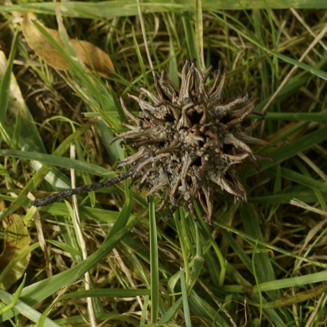 Liquidambar styraciflua fruit