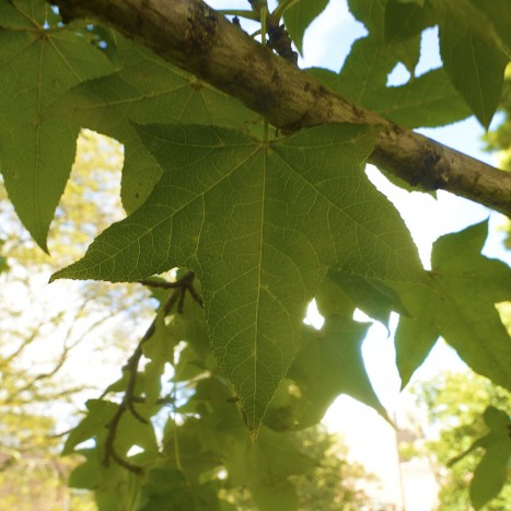 Liquidambar styraciflua leaf