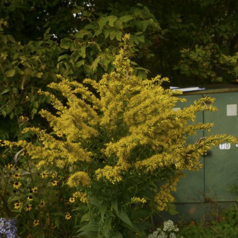 Solidago altissima