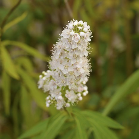 Spiraea alba