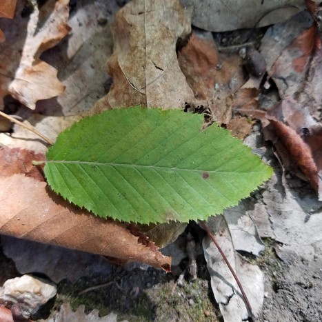 Carpinus caroliniana leaf