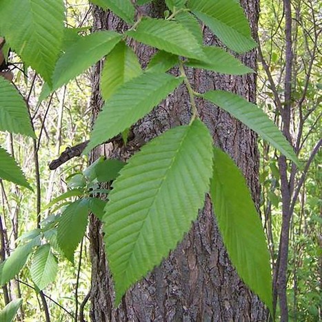 Ulmus americana leaf