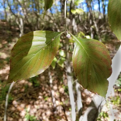 Cornus florida leaves