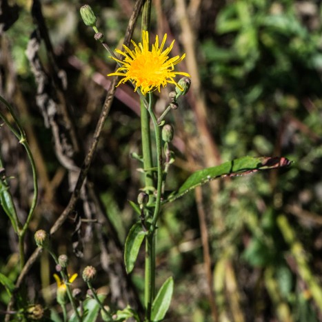 Sonchus arvensis