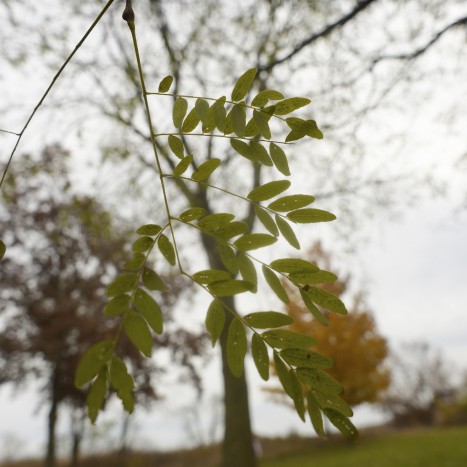 Gleditsia triacanthos leaves