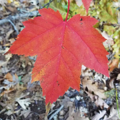 Acer rubrum leaf