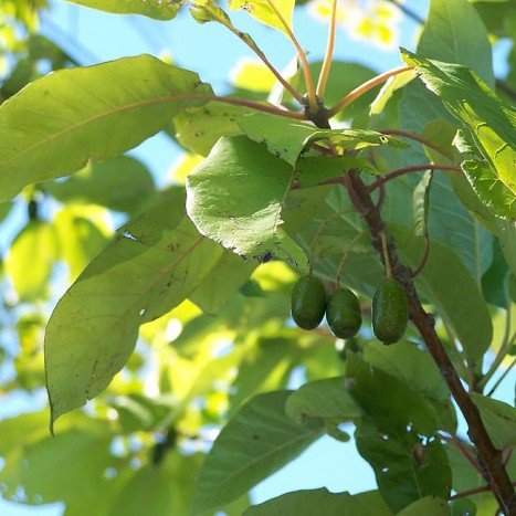 Nyssaceae leaves and fruit
