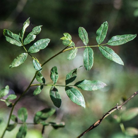 Rosa palustris leaves