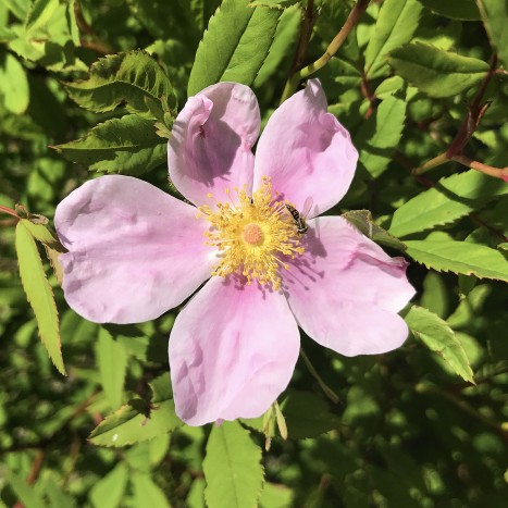 Rosa palustris flower