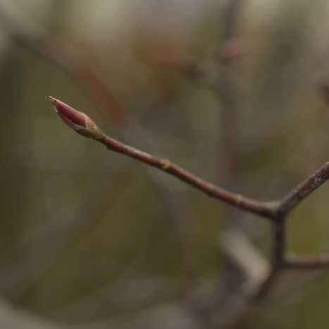 Amelanchier arborea x laevis bud