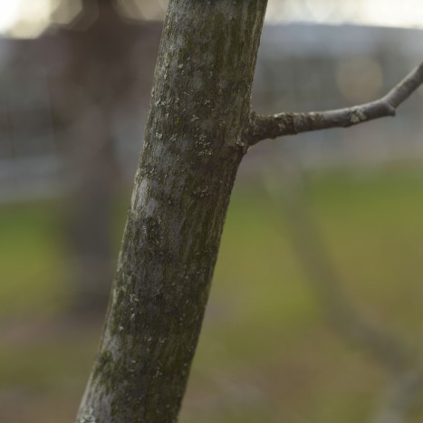 Amelanchier arborea x laevis bark