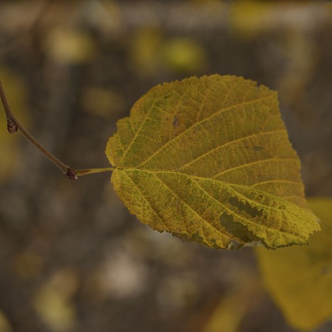 Corylus cornuta leaf