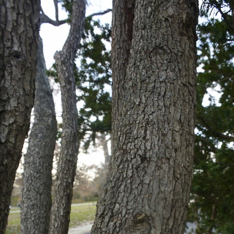 Crataegus crus-galli bark