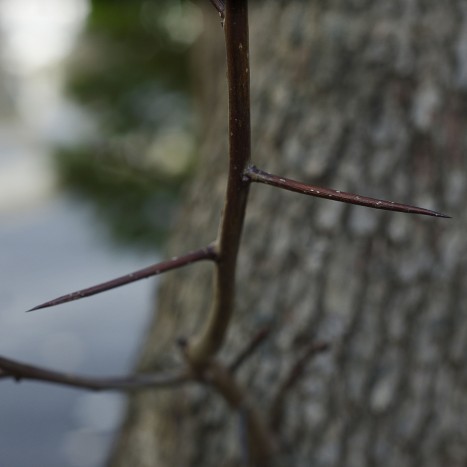 Crataegus crus-galli thorns