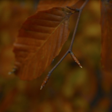 Fagus grandifolia buds