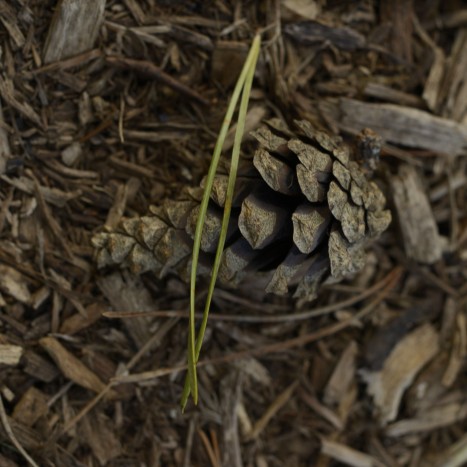 Pinus sylvestris needles and cone