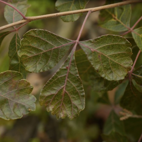 Rhus aromatica leaves