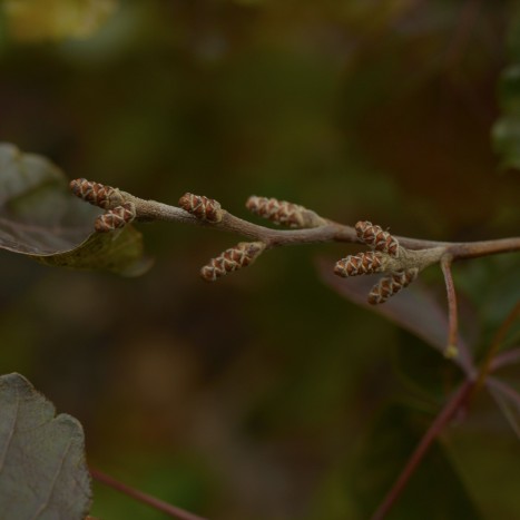 Rhus aromatica buds