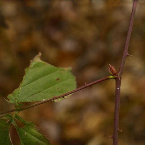 Rubus allegheniensis bud