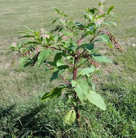 Pokeweed