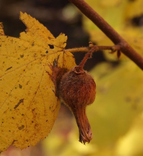 Corylus cornuta fruit