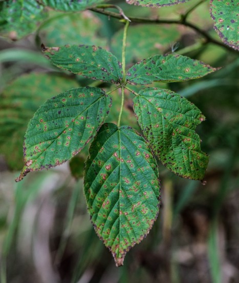 Rubus allegheniensis leaf