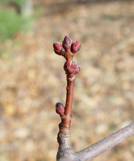 Acer rubrum buds
