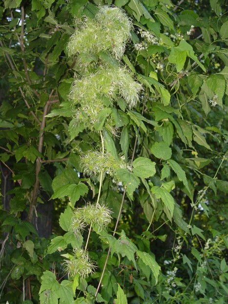 Clematis virginiana