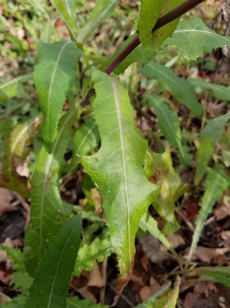 Sonchus arvensis leaf