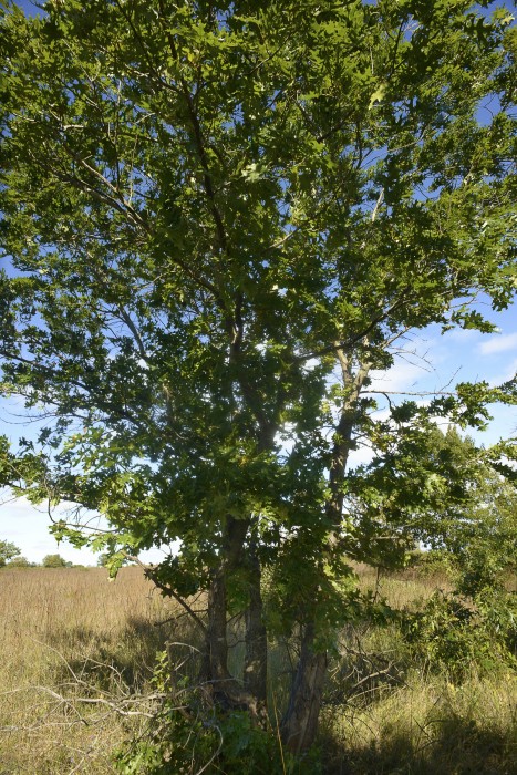 Quercus velutina
