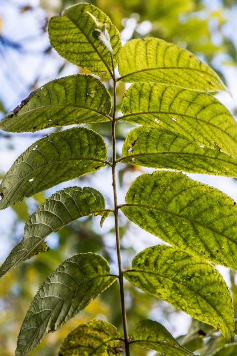Juglans nigra leaf