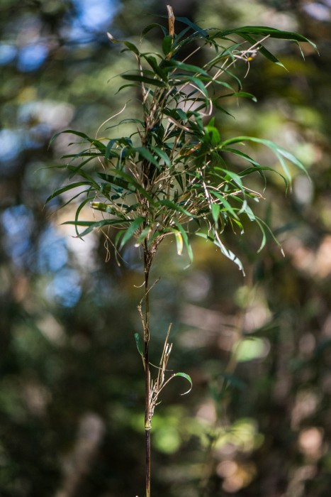 Arundinaria gigantea