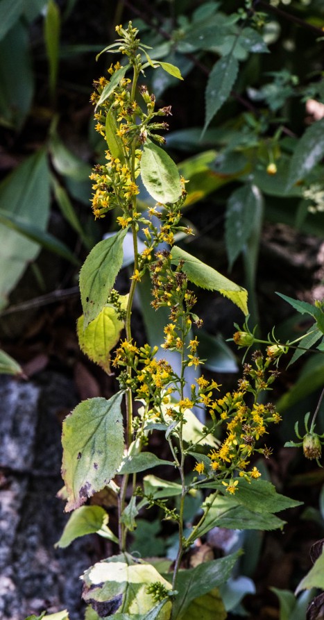 Solidago flexicaulis