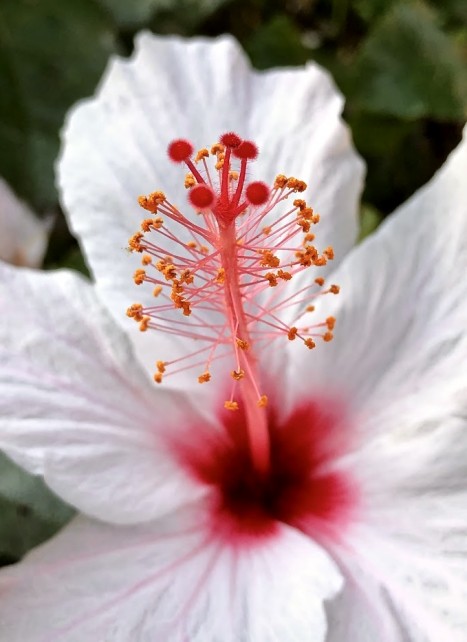 Photo Insert by Philip Freund