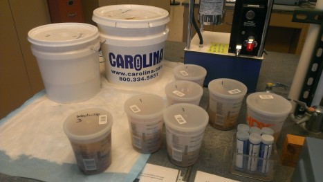 Sheep brain specimens provided by a grant from the American Association of Anatomists.